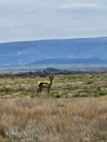 Pronghorn