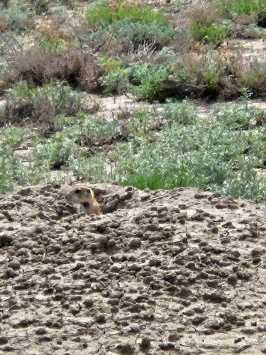 Black-tailed Prairie Dog