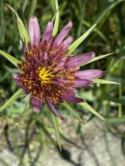 (c) hansk, some rights reserved (CC BY) Tragopogon mirus, photograph (c) hansk, some rights reserved (CC BY)