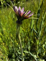 (c) hansk, some rights reserved (CC BY) Tragopogon mirus, photograph (c) hansk, some rights reserved (CC BY)
