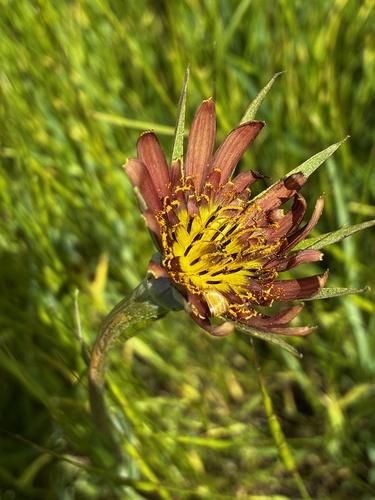 Tragopogon mirus, photograph 2