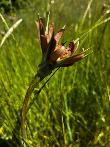 Tragopogon mirus