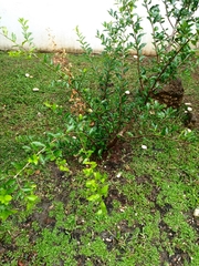 Malpighia emarginata