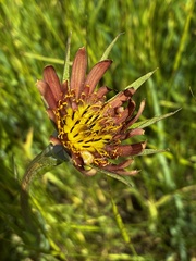 (c) hansk, some rights reserved (CC BY) Tragopogon mirus, photograph (c) hansk, some rights reserved (CC BY)