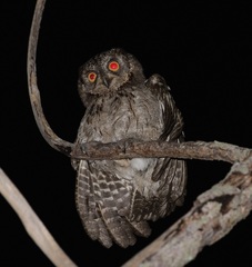 Otus mantananensis