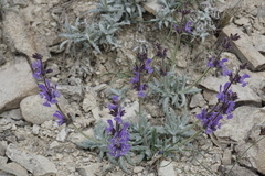 Salvia canescens