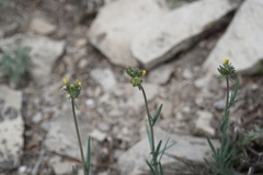 Linaria simplex