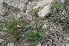 Nonea lutea