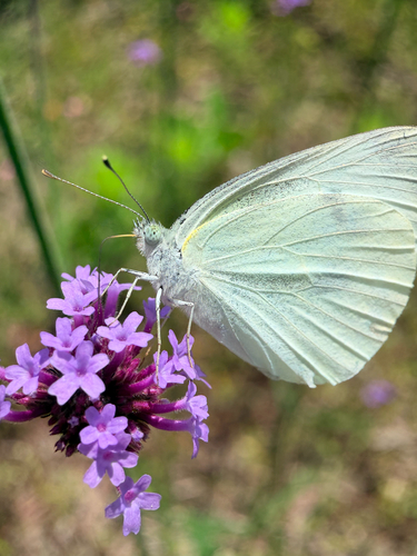 Small White