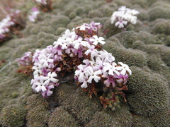 Junellia patagonica