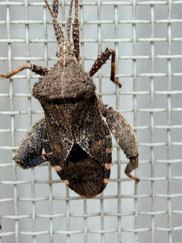 Acanthocoris sordidus