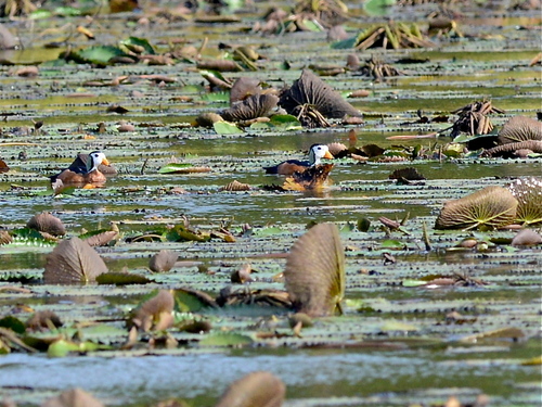 iNaturalist image