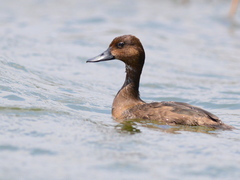 Madagascar Pochard photo 2