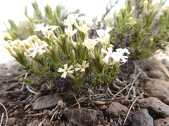 Junellia ulicina