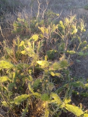 Opuntia arechavaletae