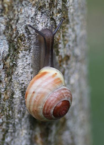 iNaturalist | (c) bianca_t, some rights reserved (CC BY-NC), uploaded by bianca_t Representative image of Cepaea hortensis