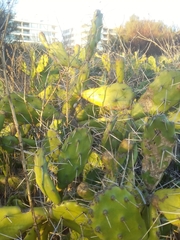 Opuntia arechavaletae
