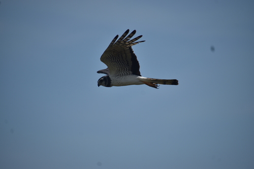 Long-winged Harrier