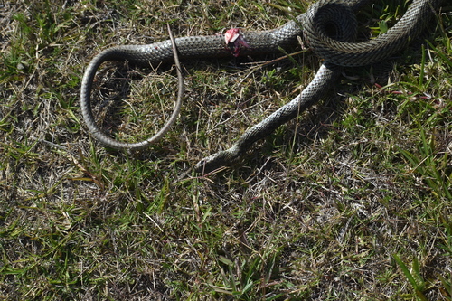 Patagonian Racer