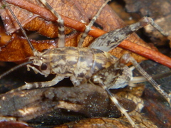 Pleioplectron simplex