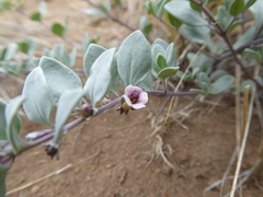 Melosperma andicola