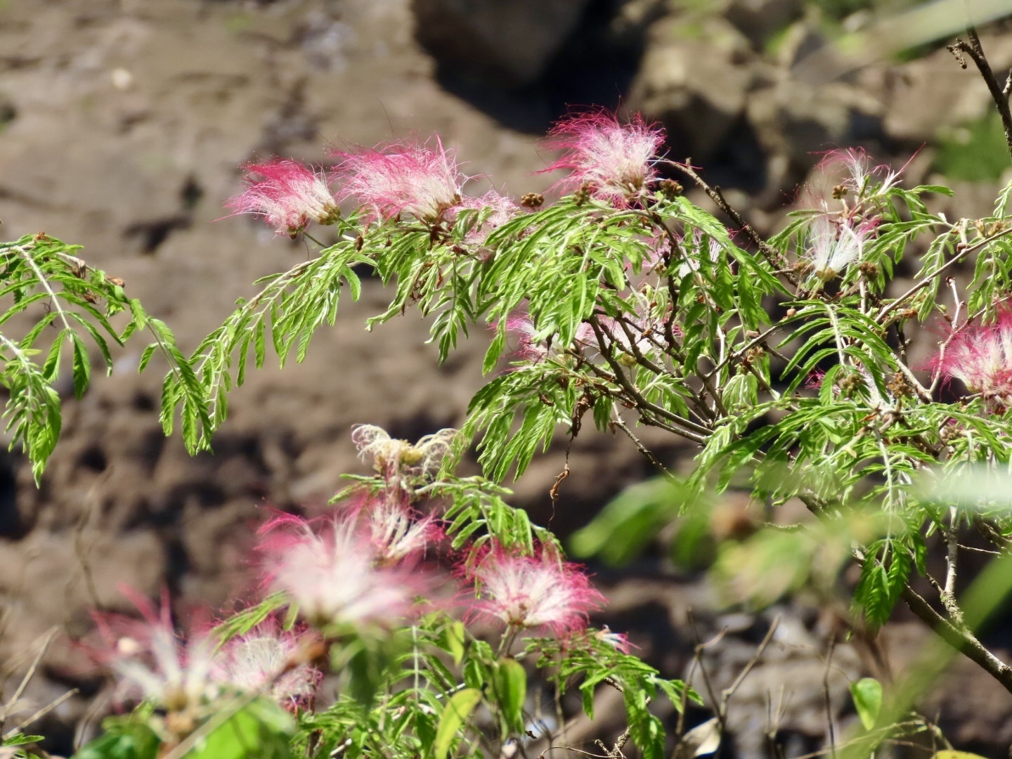 Calliandra selloi
