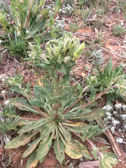 Oenothera grandis