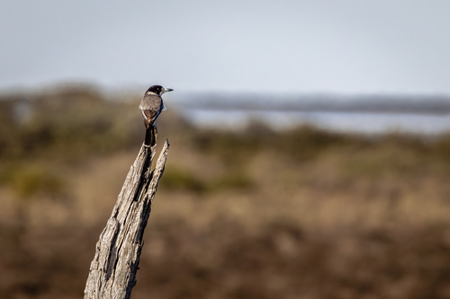 Grey Butcherbird