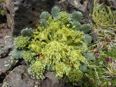 Gamocarpha scapigera