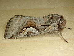 Stretchia plusiaeformis