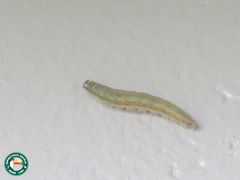 Lepidoptera
