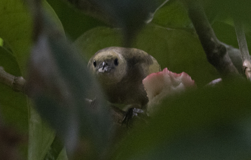 Palm Tanager