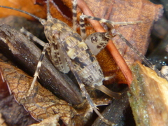 Pleioplectron simplex