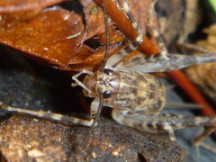 Pleioplectron simplex