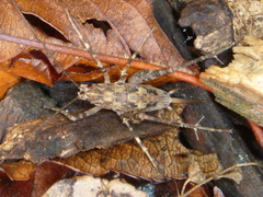 Pleioplectron simplex