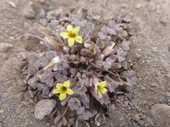 Oxalis compacta