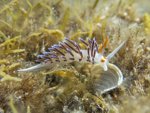 Cratena Slug