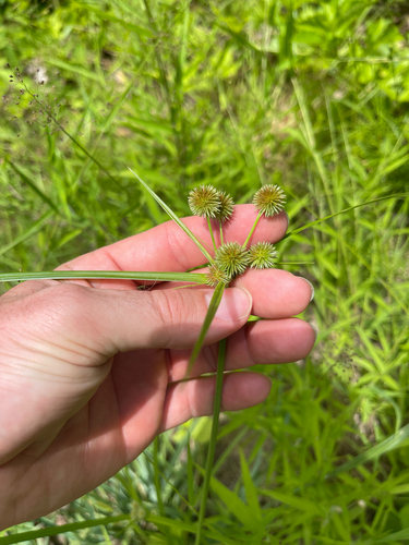 Globe Flatsedge