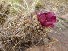 Pterocactus fischeri