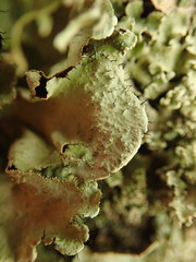 Parmotrema subtinctorium