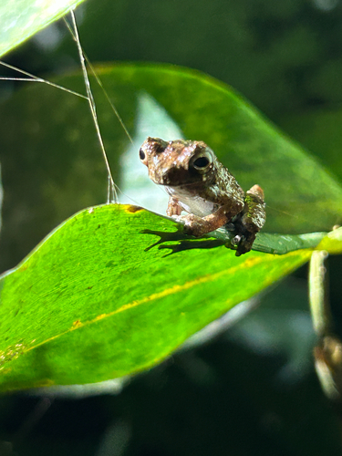 Inotawa Tree Frog, Dendropsophus kamagarini