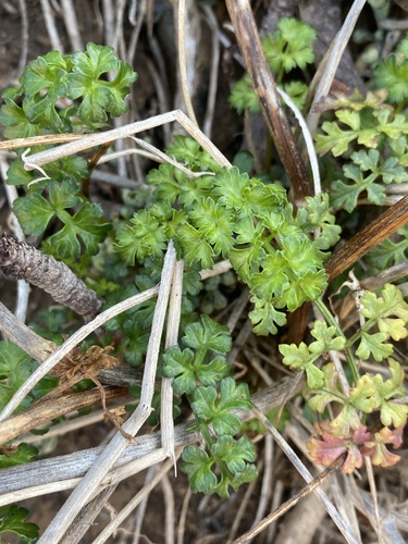 Apium chilense (Apium chilense)