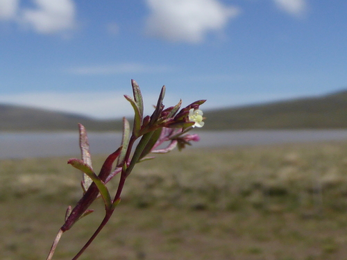 Gayophytum micranthum