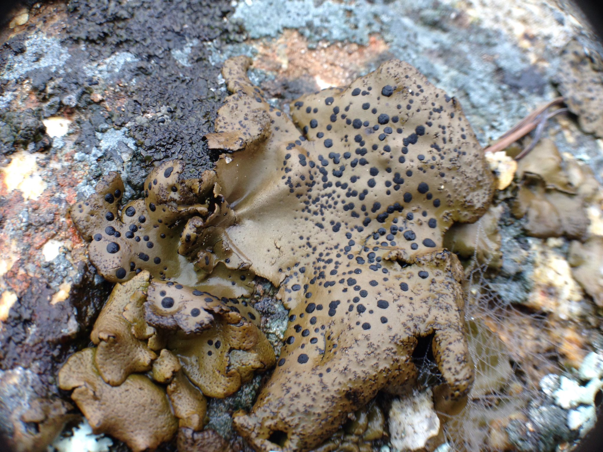 Umbilicariaceae image