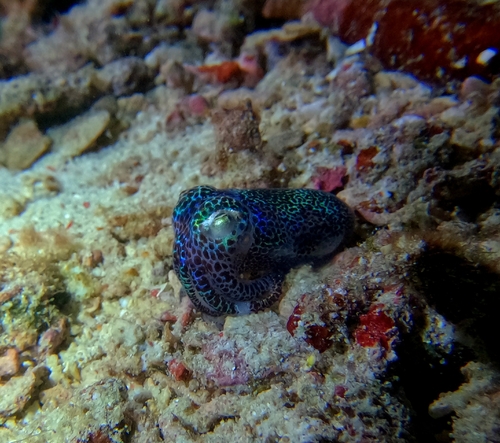 Bobtail squid