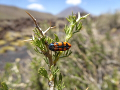 Buprestinae