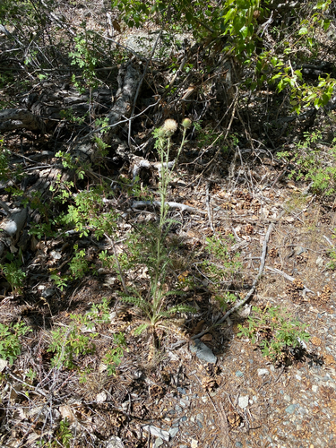 Cirsium cymosum, photograph 5