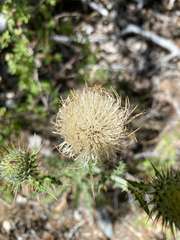Cirsium cymosum, photograph (c) Spencer Hurt, some rights reserved (CC BY)