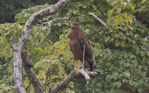 Savanna Hawk