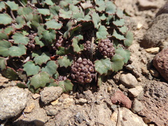 Pozoa coriacea